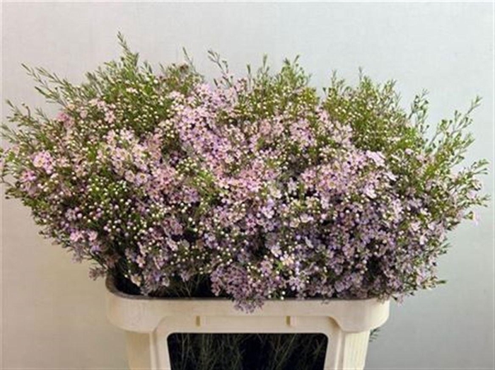 <h4>CHAME UN WENDY ROSE</h4>