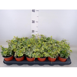 Hedera helix 'White Wonder'