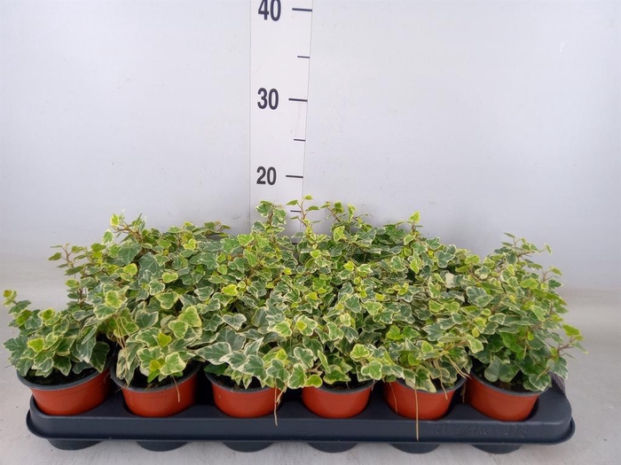 <h4>Hedera helix 'White Wonder'</h4>