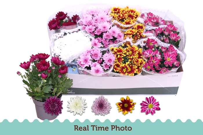 <h4>CHRYS GEM 5 KL</h4>