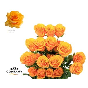 Rosa Ec Tycoon