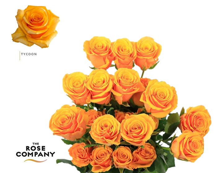 <h4>Rosa Ec Tycoon</h4>