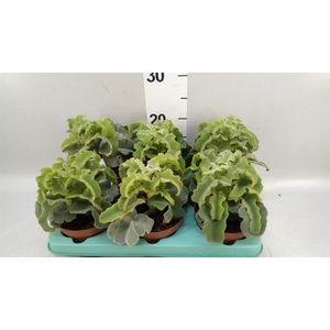 Kalanchoe NF   ...