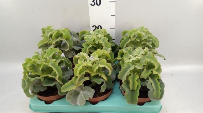 <h4>Kalanchoe NF ...</h4>