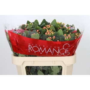Hypericum Mellow Romance Spray