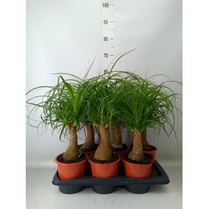 Beaucarnea recurvata