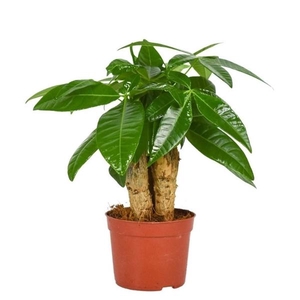 Pachira Aquatica 9 cm Triple stam