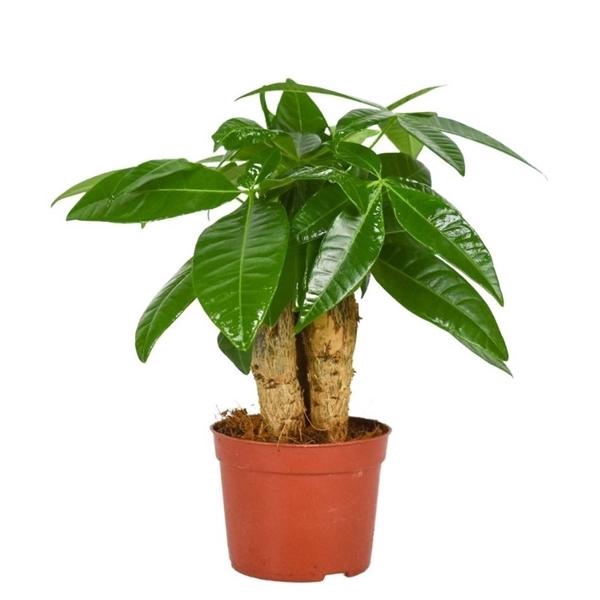 <h4>Pachira Aquatica 9 cm Triple stam</h4>