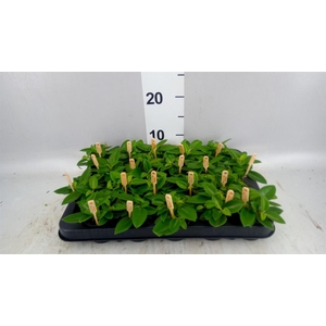 Peperomia pros. 'Pixie'