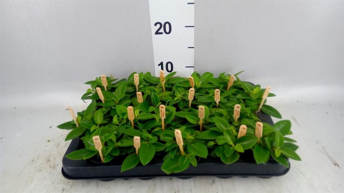 <h4>Peperomia pros. 'Pixie'</h4>