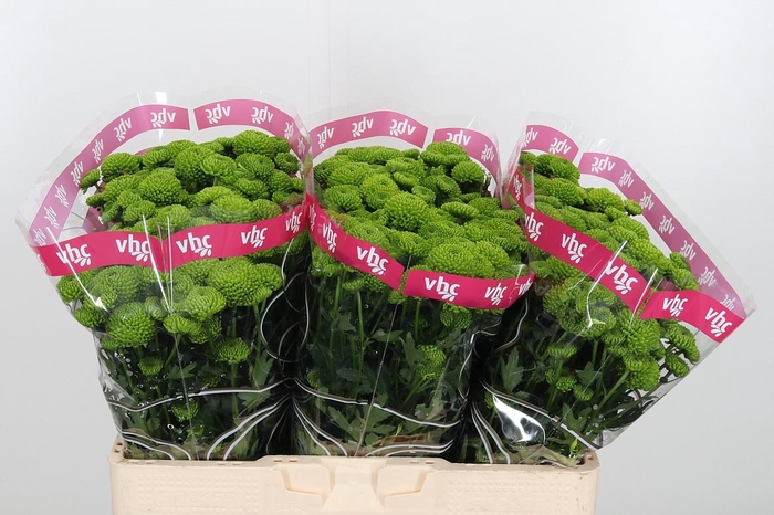 <h4>Chr S Aaa Peptalk</h4>