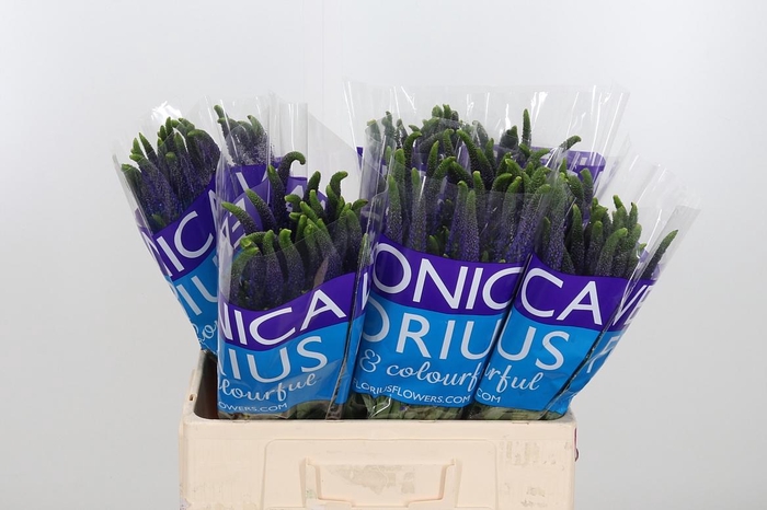 <h4>Veron Smart Navy</h4>