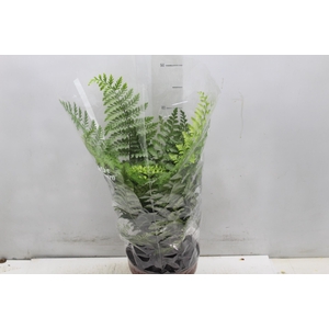 ASPLENIUM PARVATI P17