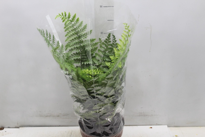 <h4>ASPLENIUM PARVATI P17</h4>