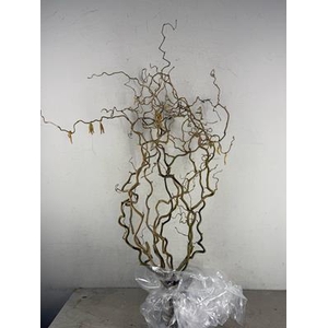 Corylus (2-jarig)