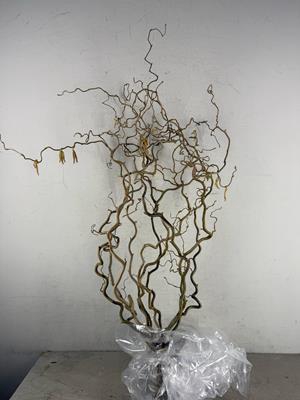 Corylus (2-jarig)