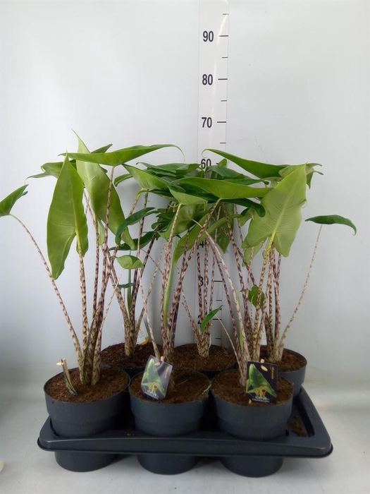 <h4>Alocasia zebrina</h4>