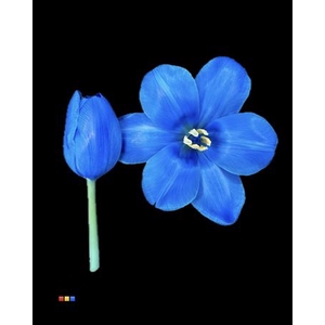 Tulp Blue