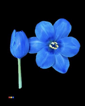 <h4>Tulp Blue</h4>