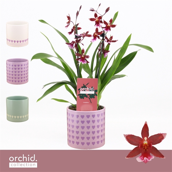 <h4>Barrocco Red, 2-spike Compact in Horizon Love 'Orchid Collection'</h4>