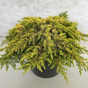 Juniperus communis