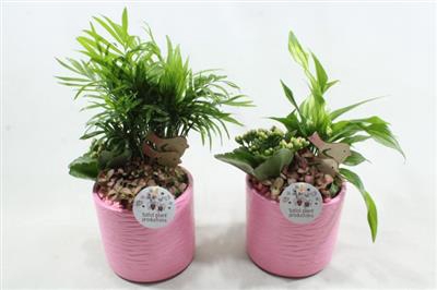 <h4>SC01 AMY PINK</h4>