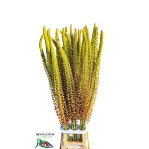 EREMURUS OASE