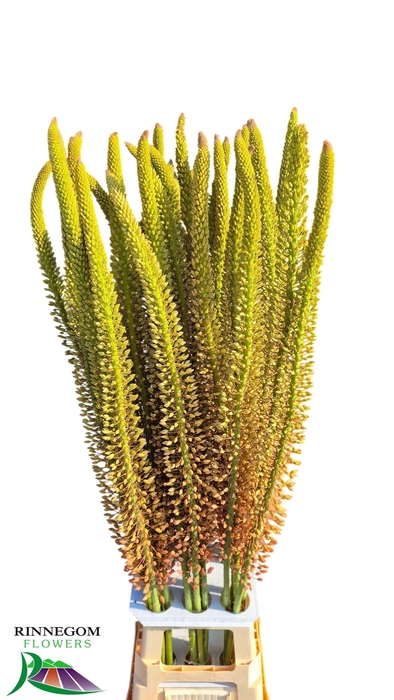 <h4>EREMURUS OASE</h4>