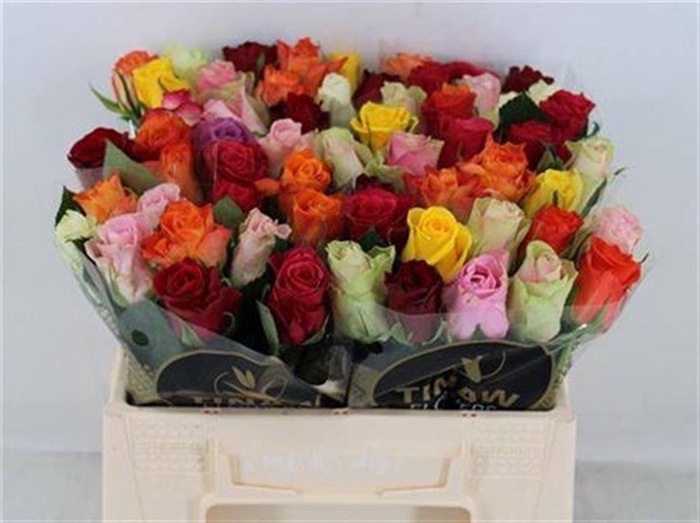 <h4>R Gr Gem In Bos</h4>