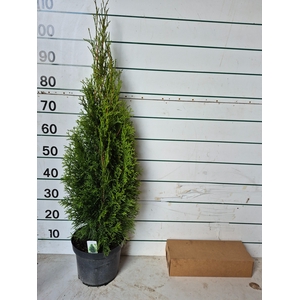 THUJA O SMARAGD