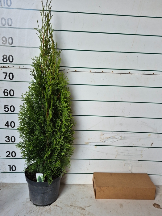 <h4>THUJA O SMARAGD</h4>
