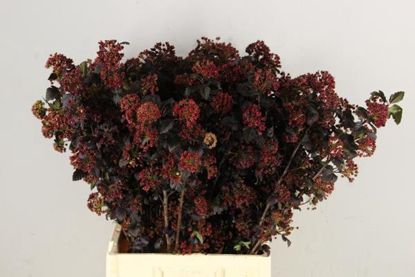 Physocarpus Diabolo