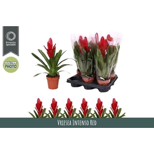 Vriesea Intenso Red 12Ø 40cm