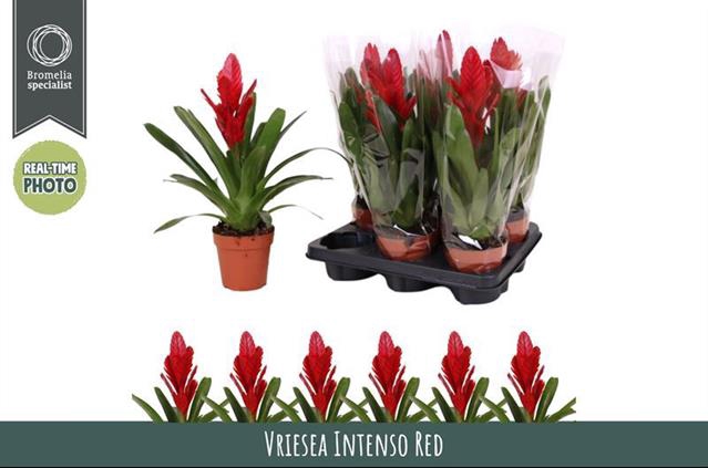 Vriesea Intenso Red 12Ø 40cm