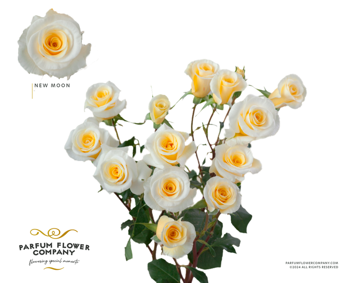 <h4>Rosa Spray New Moon</h4>