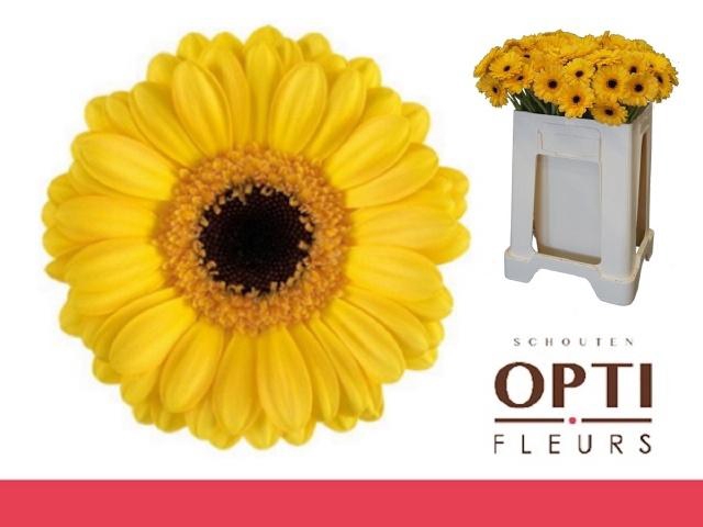 <h4>GE MI DELMONTE</h4>