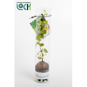 DIOSCOREA ELEPHANTIP