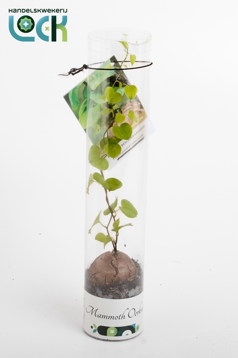 <h4>DIOSCOREA ELEPHANTIP</h4>