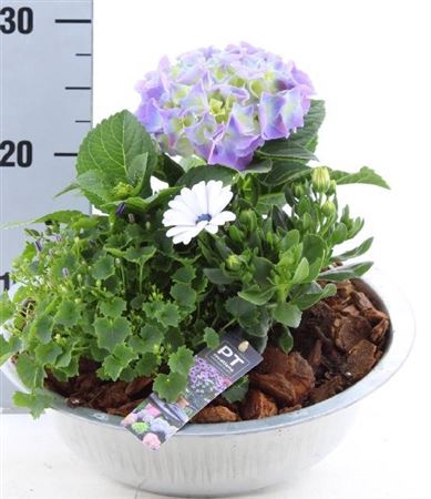 <h4>Arr Tuinplanten Zink Xl</h4>