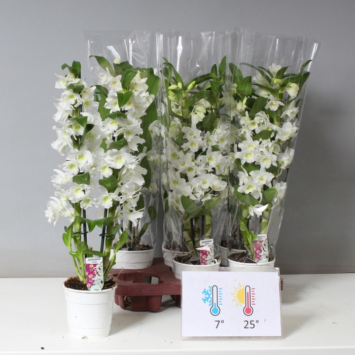 <h4>DENDR N SC APOLLON</h4>