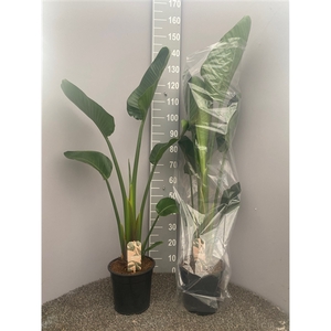 Strelitzia Nicolai 1pp