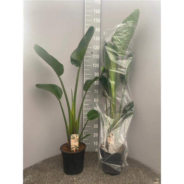 <h4>Strelitzia Nicolai 1pp</h4>