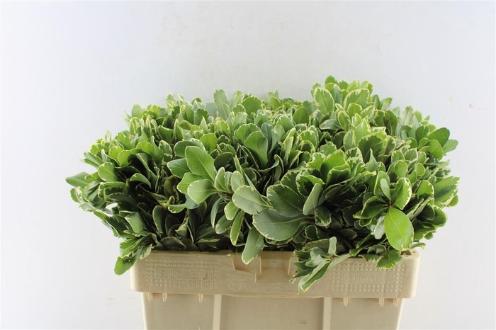 <h4>Pittosporum Ilan</h4>