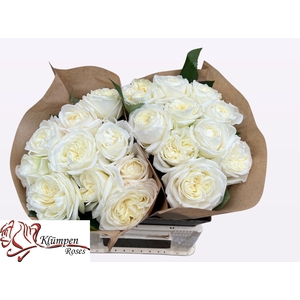 R Gr Chic White Kluempen