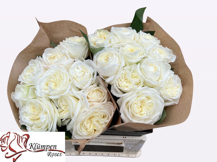 <h4>R Gr Chic White Kluempen</h4>