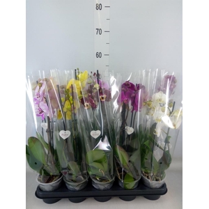 Phalaenopsis   ...