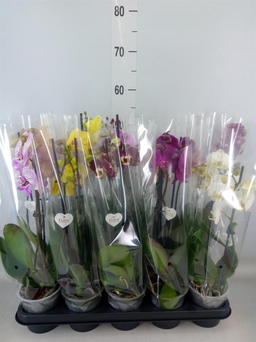 <h4>Phalaenopsis   ...</h4>