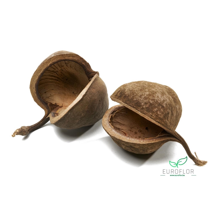 <h4>BUDDHA NUTS NATURAL 6PCS</h4>