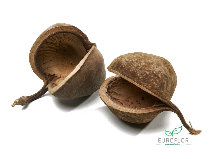 BUDDHA NUTS NATURAL 6PCS