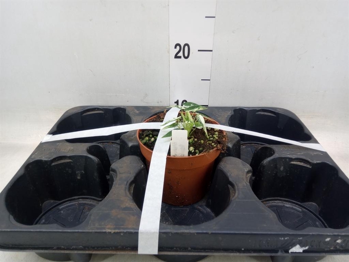 <h4>Alocasia ...</h4>